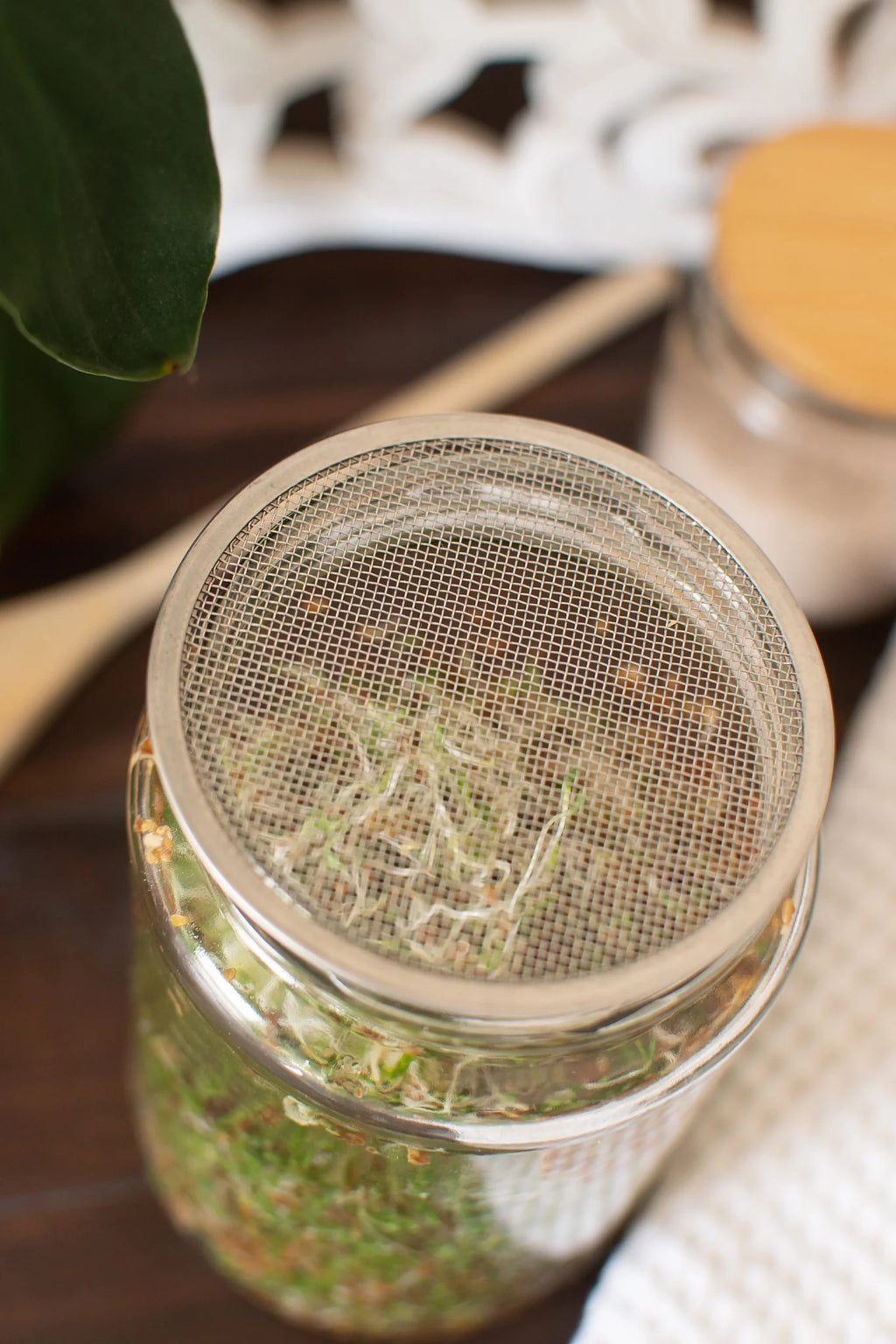 Zefiro - Seed Germination Lid
