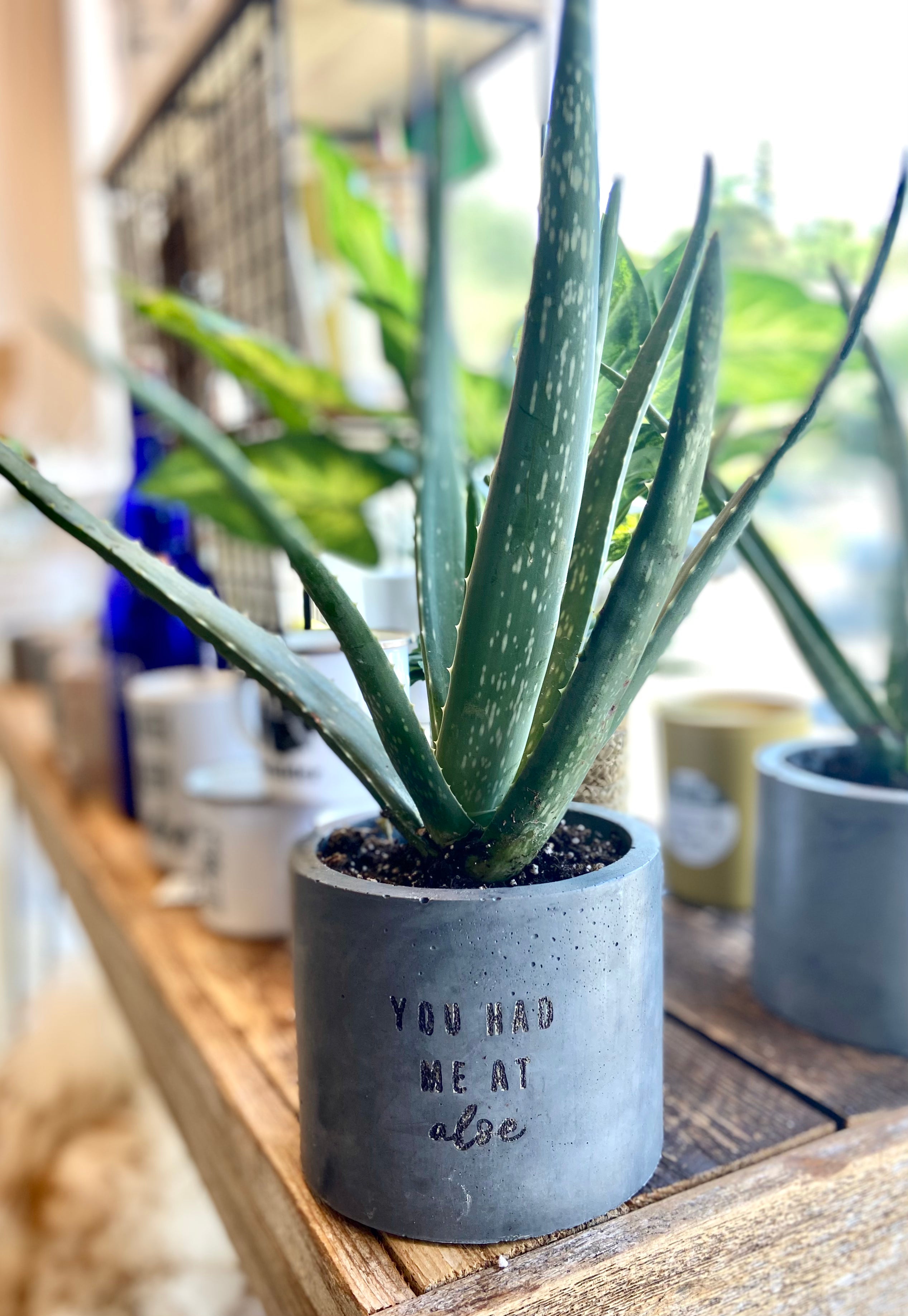 You Had Me at Aloe Planter and Plant